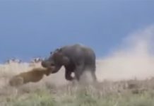 Video: Leona casi pierde la cabeza por un hipopótamo