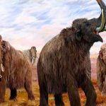 Mamuts sufrieron fuertes mutaciones genéticas antes de extinguirse