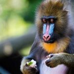 Los mandriles utilizan el olfato para evitar a los enfermos