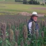 ONU destaca proyecto colombiano en apoyo a productores de quinua