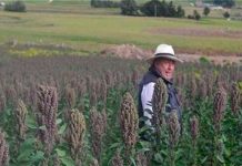 ONU destaca proyecto colombiano en apoyo a productores de quinua