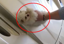 Perrito maltés es utilizado como trapo para limpiar un auto de lujo