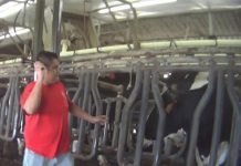 Video revela maltrato de animales en granja lechera de Florida