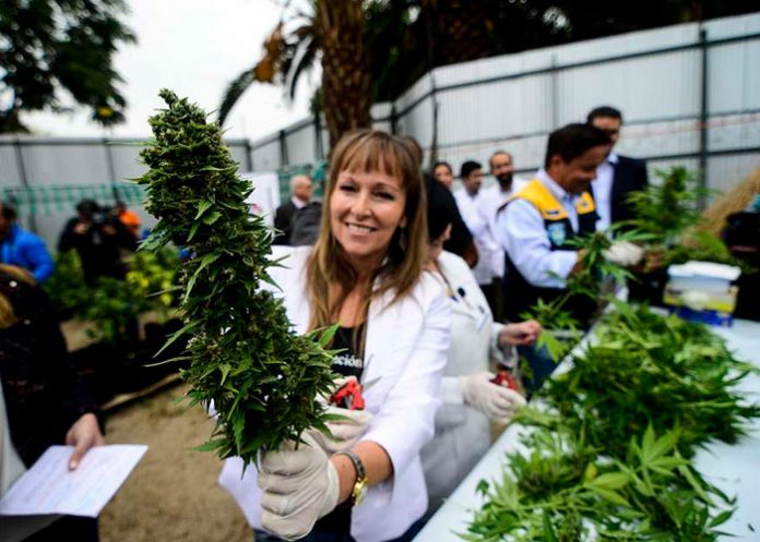 Marihuana1