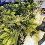 Debaten en San Francisco venta de marihuana
