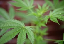 Plantan y reparten semillas de cannabis en Milán para pedir su legalización
