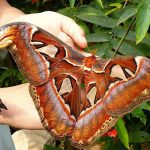 Buscan conservar la mariposa más grande del mundo (en peligro de extinción)