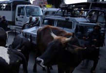 México moviliza mil agentes contra la banda criminal de Tláhuac