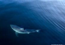Enorme tiburón blanco con cuenta en Twitter «visita» Florida