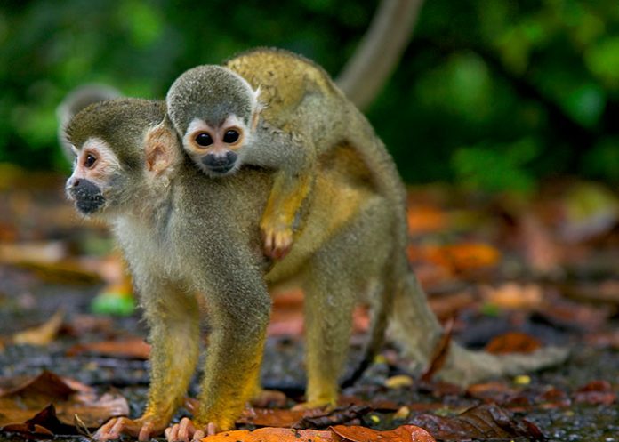 Monos
