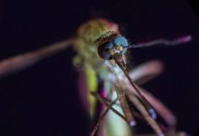 Parásito de la malaria podría ser atractivo para mosquitos