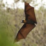 Florida: Muere de rabia una persona a la que mordió un murciélago