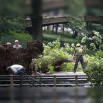 Madre e hijos resultan heridos al caer árbol en NY