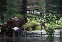 Madre e hijos resultan heridos al caer árbol en NY