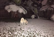 Sorpresivas nevadas desatan el pánico en sur de Estados Unidos