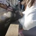 Video viral: Niña es arrastrada por un lobo marino en Canadá
