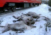 Aumenta cifra de renos atropellados en Noruega
