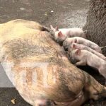 Programa de inseminación porcina: Impulso a la economía familiar de los isleños nicaragua, Ometepe, inseminación porcina, economía, familias,