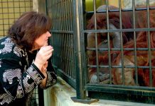Orangután que aprendió lenguaje de señas muere en Atlanta