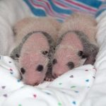 Panda «octogenaria» da a luz gemelos