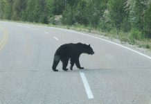 Madre e hija mueren al chocar contra un oso en California