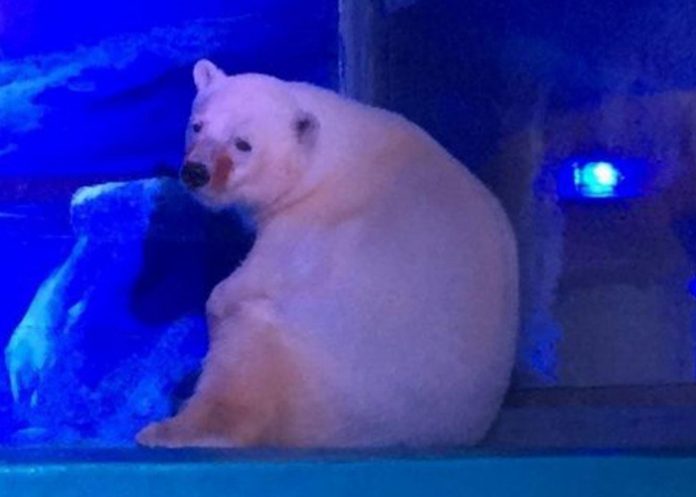 Oso-polar
