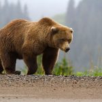 Oso arranca la mano a un niño en Palestina