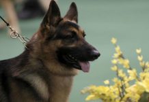 Una pastor alemán conquista al Westminster Kennel Club