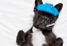 Tres enfermedades que las mascotas comparten con los humanos