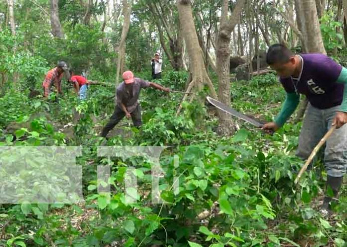 nicaragua, ometepe, cosecha cafetalera 2021-2022, productores,