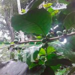 nicaragua, ometepe, cosecha cafetalera 2021-2022, productores,