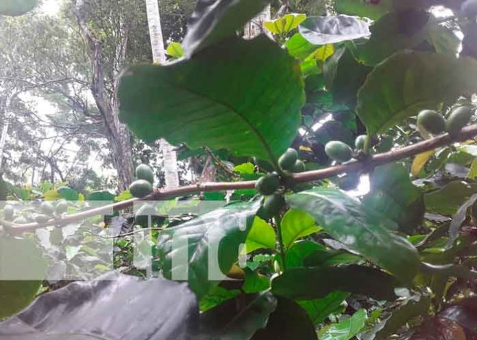nicaragua, ometepe, cosecha cafetalera 2021-2022, productores,