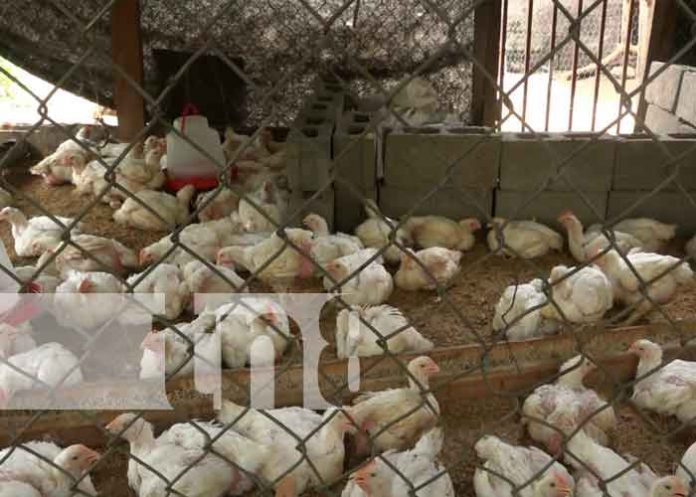 nicaragua, Ometepe, gobierno, programas sociales,