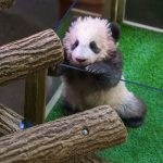 Primer bebé panda en Francia ya tiene nombre