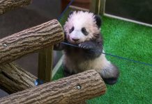 Pornhub y la propuesta sexual para salvar a los pandas