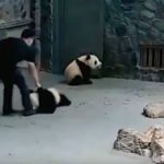 Video: Presuntos maltratos a pandas en China desatan polémica