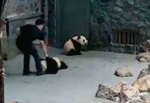 Video: Presuntos maltratos a pandas en China desatan polémica