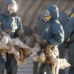 Francia sacrificará 600.000 patos para combatir gripe aviar