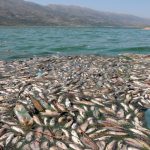Aparecen toneladas de peces muertos en lago artificial del Líbano libano, peces muertos, aparicion, lago artificial, autoridades, desastre ecologico,