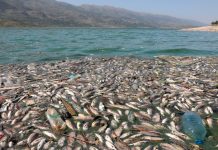 libano, peces muertos, aparicion, lago artificial, autoridades, desastre ecologico,