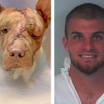 Hombre es acusado por cada puñalada que le dio a un perro hasta matarlo