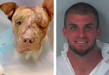 Hombre es acusado por cada puñalada que le dio a un perro hasta matarlo