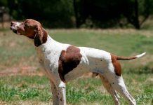 Asesinan de un tiro a un perro en Argentina argentina, san justo, asesinato, perro, disparo, video, redes sociales,