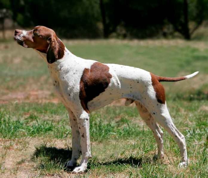 argentina, san justo, asesinato, perro, disparo, video, redes sociales,