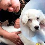 Dos años de prisión a hombre que le fracturó las patas a su perro estados unidos, condado de linn, condena, sujeto, fracturas, perro,
