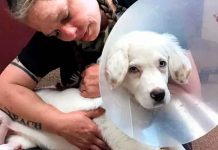 Dos años de prisión a hombre que le fracturó las patas a su perro estados unidos, condado de linn, condena, sujeto, fracturas, perro,