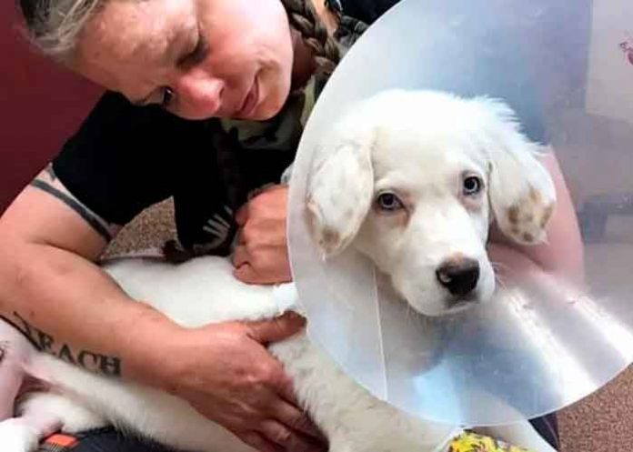 Perro estados unidos, condado de linn, condena, sujeto, fracturas, perro,