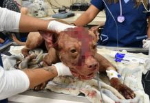 Encuentran perro apuñalado dentro de una maleta en Florida, EEUU