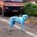 El dramático caso de los perros azules en la India