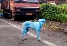 El dramático caso de los perros azules en la India